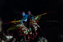 Mantis Shrimp by Taco Cheung 